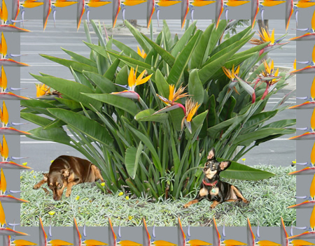 LinsPins.com - Click on image to view larger version!