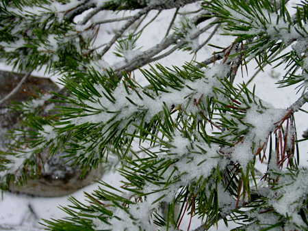 LinsPins.com - Click on image to view larger version!