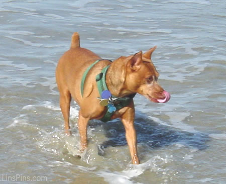 LinsPins.com - Click on image to view larger version!