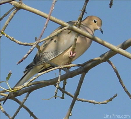 LinsPins.com - Click on image to view larger version!