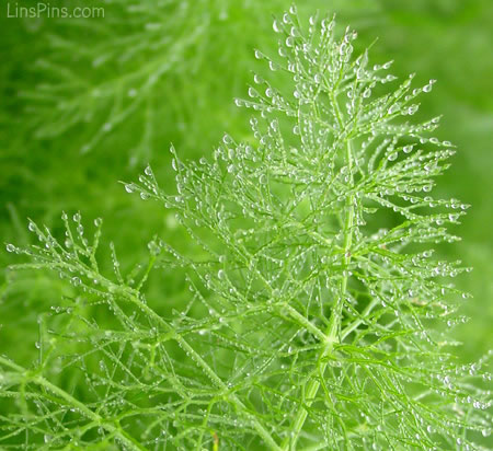 LinsPins.com - Click on image to view larger version!